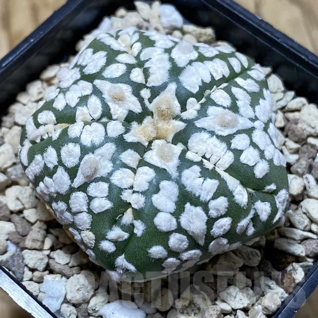 SH19599 Astrophytum asterias ‘Super Kabuto Star Shape’ V-type, 5-ribs