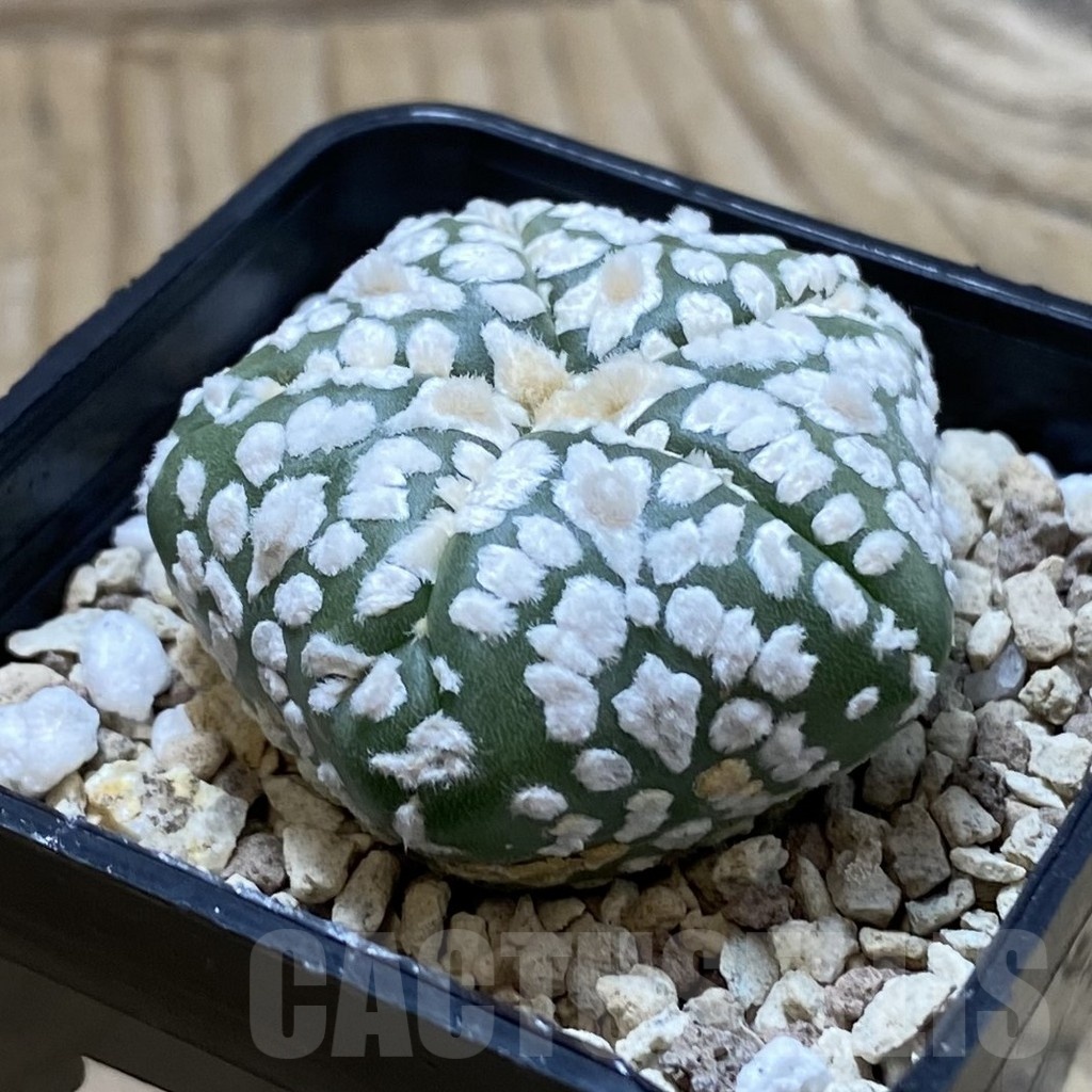 SH19599 Astrophytum asterias ‘Super Kabuto Star Shape’ V-type, 5-ribs - Imagen 2