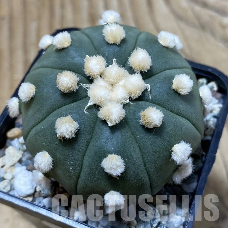 SH19767 Astrophytum asterias ‘Ooibo’