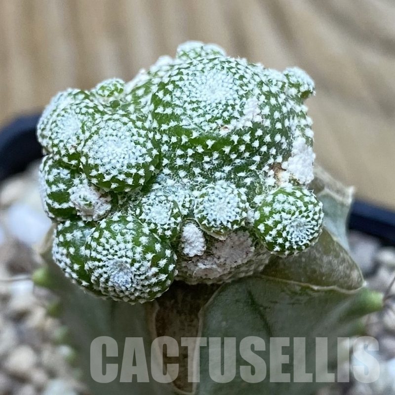 SH19509 Blossfeldia liliputana, grafted