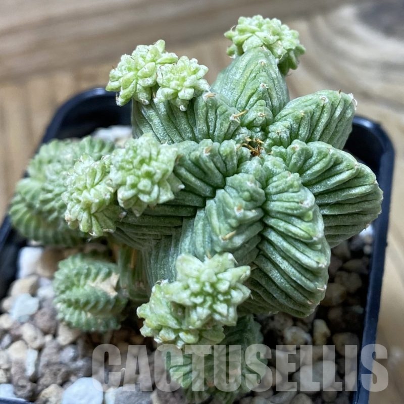 SH19512 Aztekium valdezii, grafted