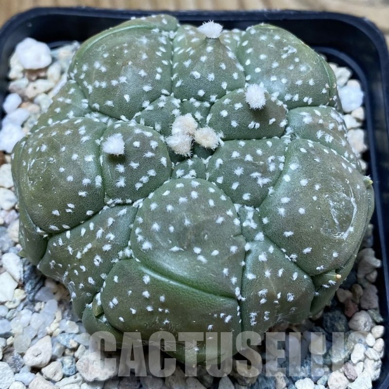 SH20606 Astrophytum asterias ‘Kikko’, 5-ribs