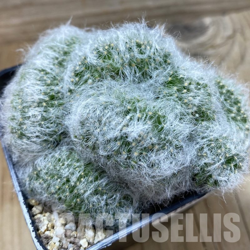 SH19352 Mammillaria baumii f. cristata