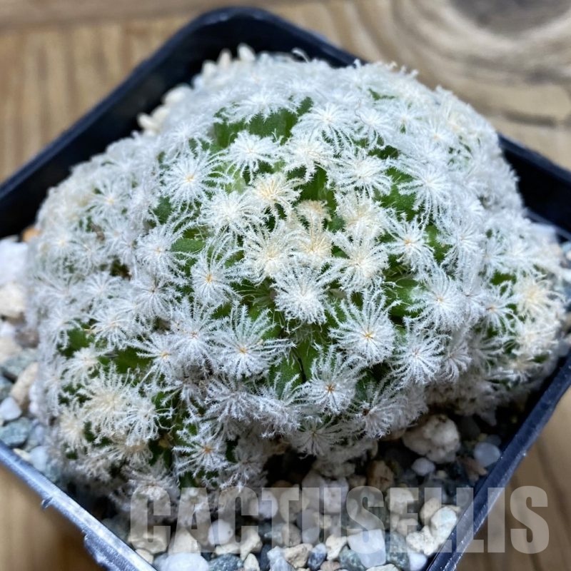 SH19965 Mammillaria plumosa ‘Snow’