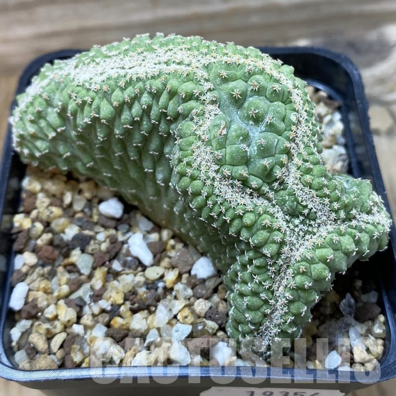 SH19354 Strombocactus disciformis f. cristata, own roots