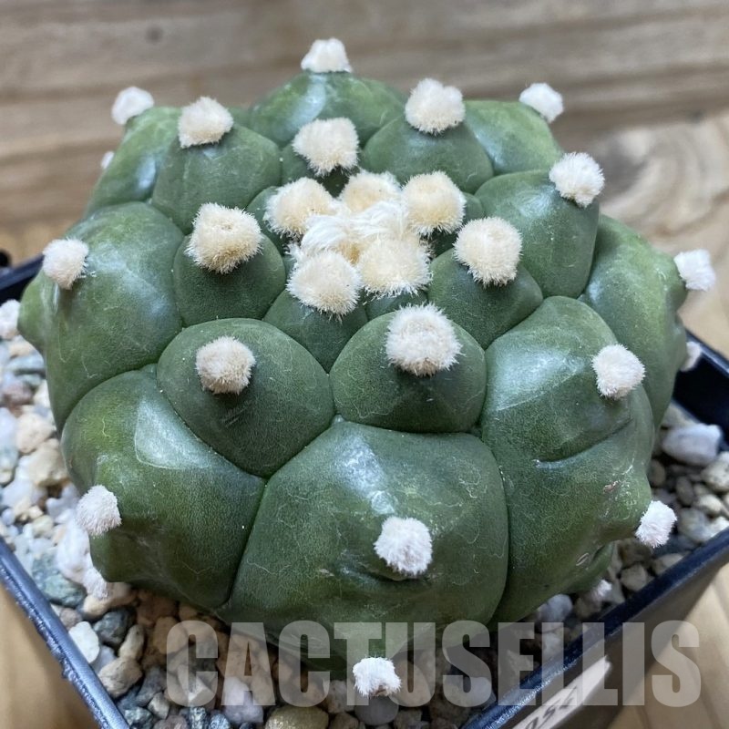 SH20054 Astrophytum asterias ‘Kikko'