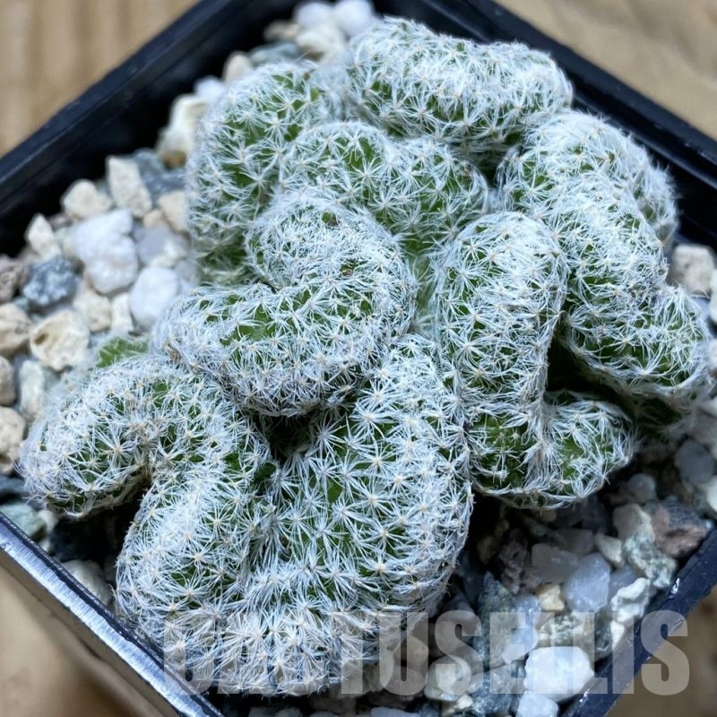 SH19733 Mammillaria humboldtii f. cristata
