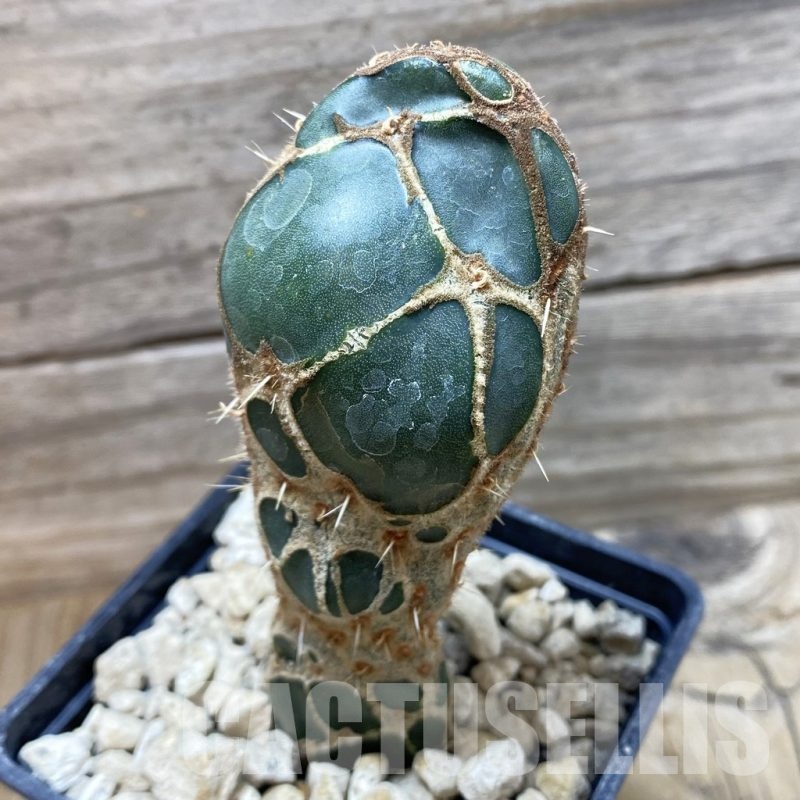 SH18492 Opuntia 'Cobra'