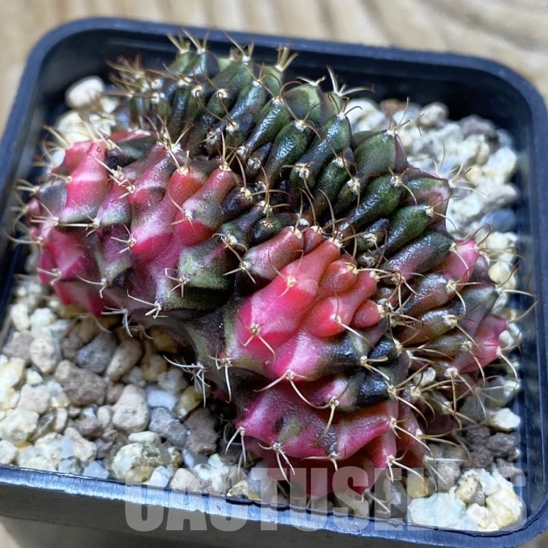 SH19421 Gymnocalycium mihanovichii f. variegata cristata