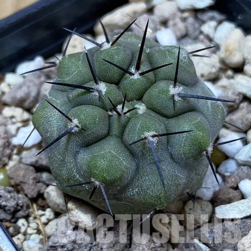 SH18503 Copiapoa cinerea PHA 3028
