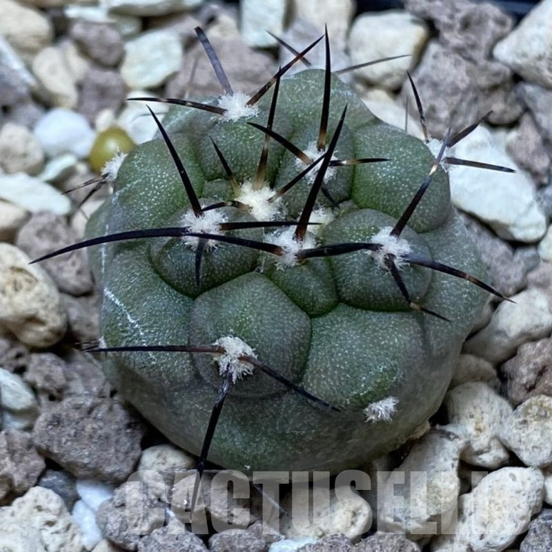 SH18502 Copiapoa cinerea PHA 3028