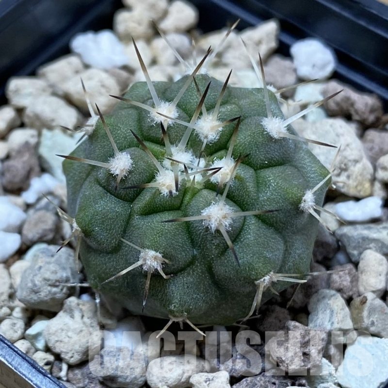 SH18495 Copiapoa cinerea v. albispina PHA 3028