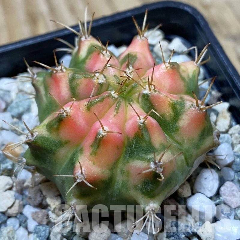SH20640 Gymnocalycium mihanovichii ‘Orange Marcat’