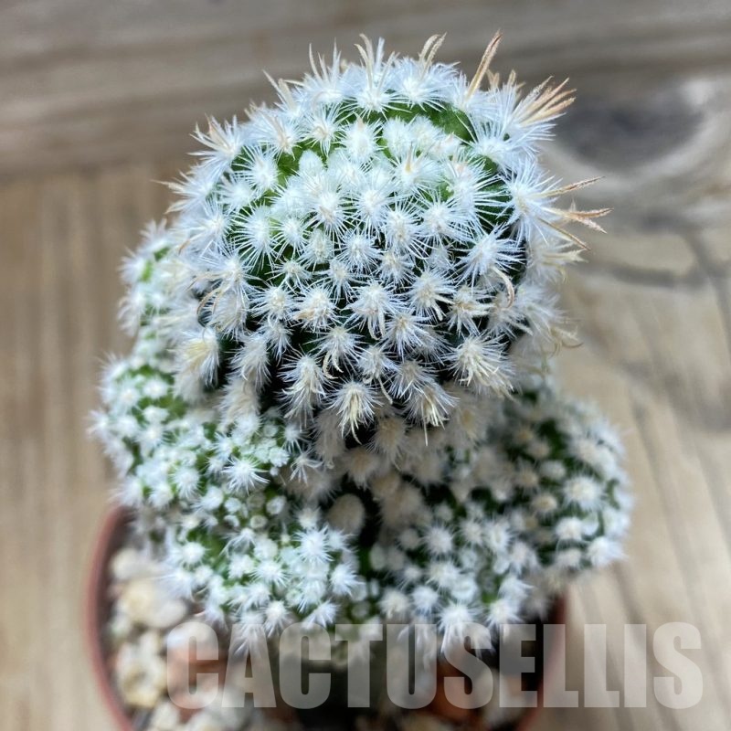SHP18272 Mammillaria duwei f. monstrosa, grafted