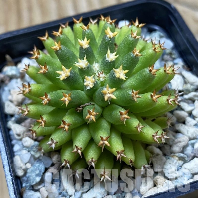 SH19728 Mammillaria camptotricha ‘Bru’