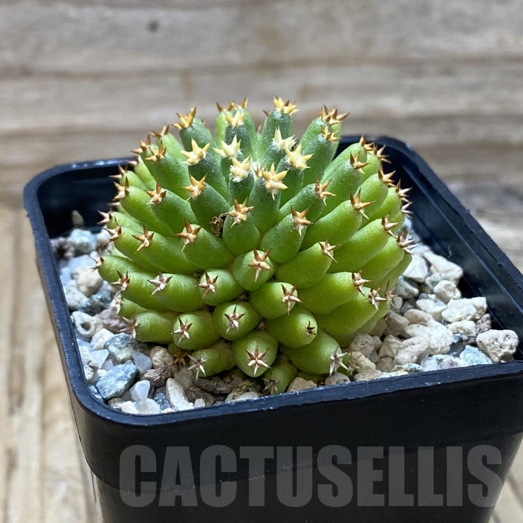 SH19728 Mammillaria camptotricha ‘Bru’ - Зображення 2