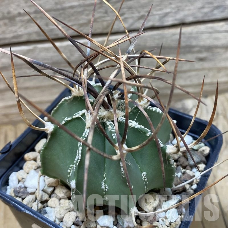 SH18506 Astrophytum niveum v. nudum