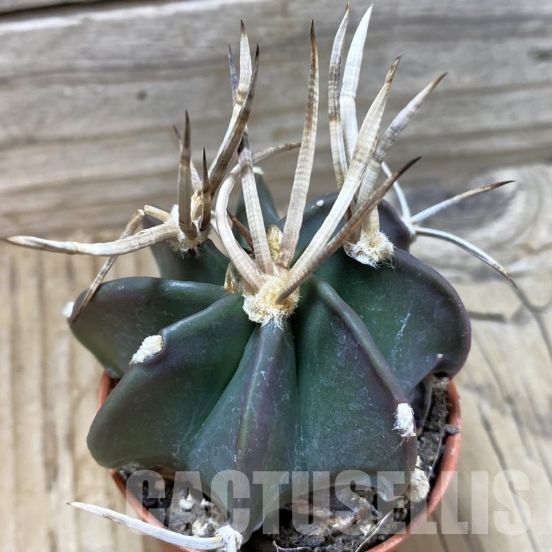 SH18242 Astrophytum capricorne 'Buffalo'