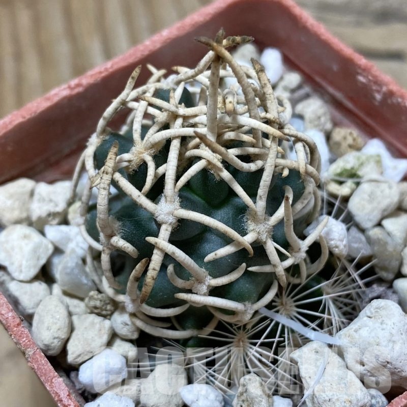 SH18787 Pediocactus peeblesianus f. menzelii PJR 504, grafted