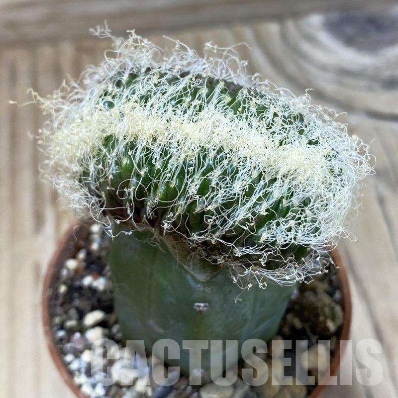 SH18277 Sulcorebutia patriciae f. cristata, grafted