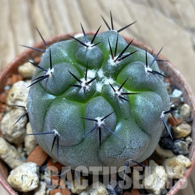 SH18252 Copiapoa cinerea PHA 2945