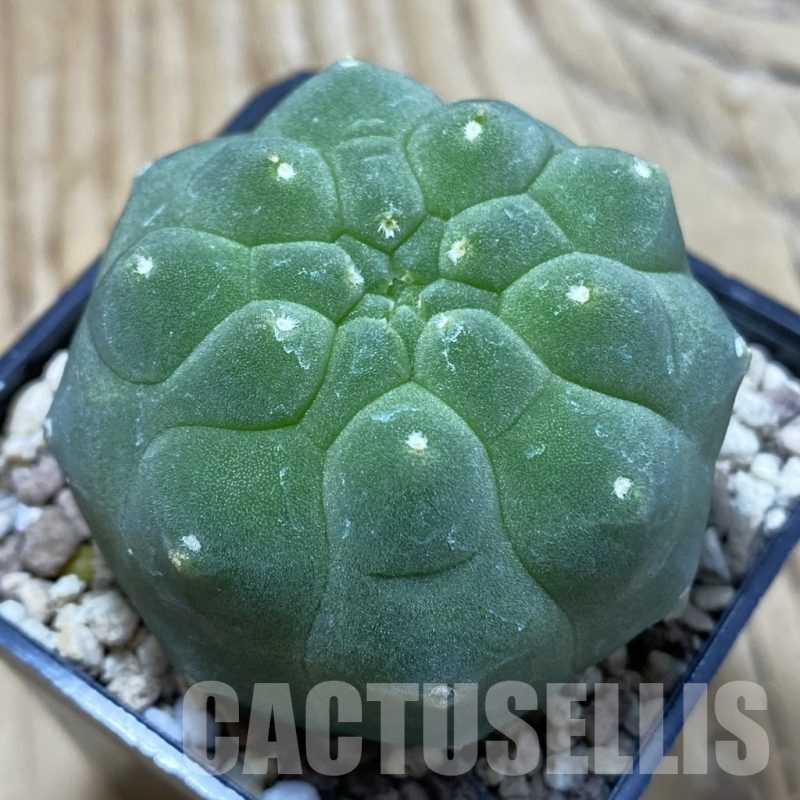 SH19557 Matucana madisoniorum