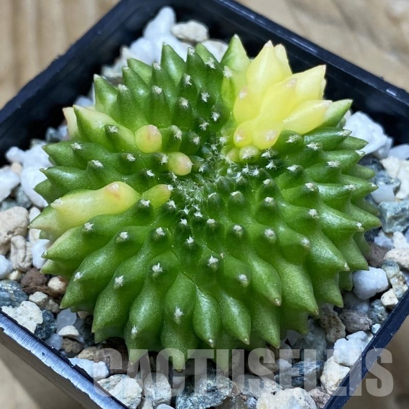 SH19825 Gymnocalycium mihanovichii ‘inermis’ f. variegata