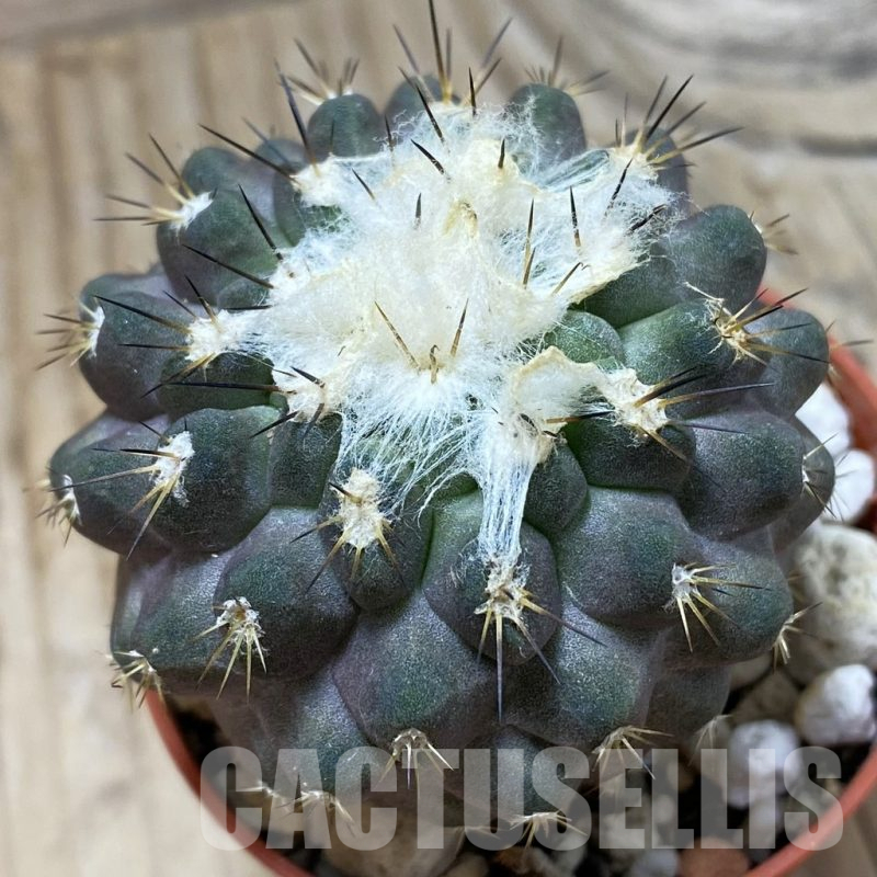 SH18640 Copiapoa leonensis HR1061, grafted