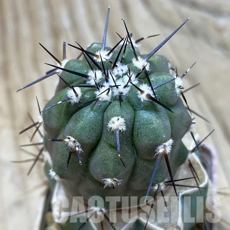 SH18738 Copiapoa cinerea JN 2048 , grafted
