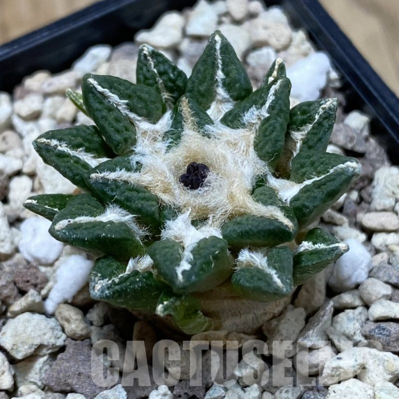 SH20128 Ariocarpus kotschoubeyanus v. elephantidens x fissuratus ‘Godzilla’, own roots