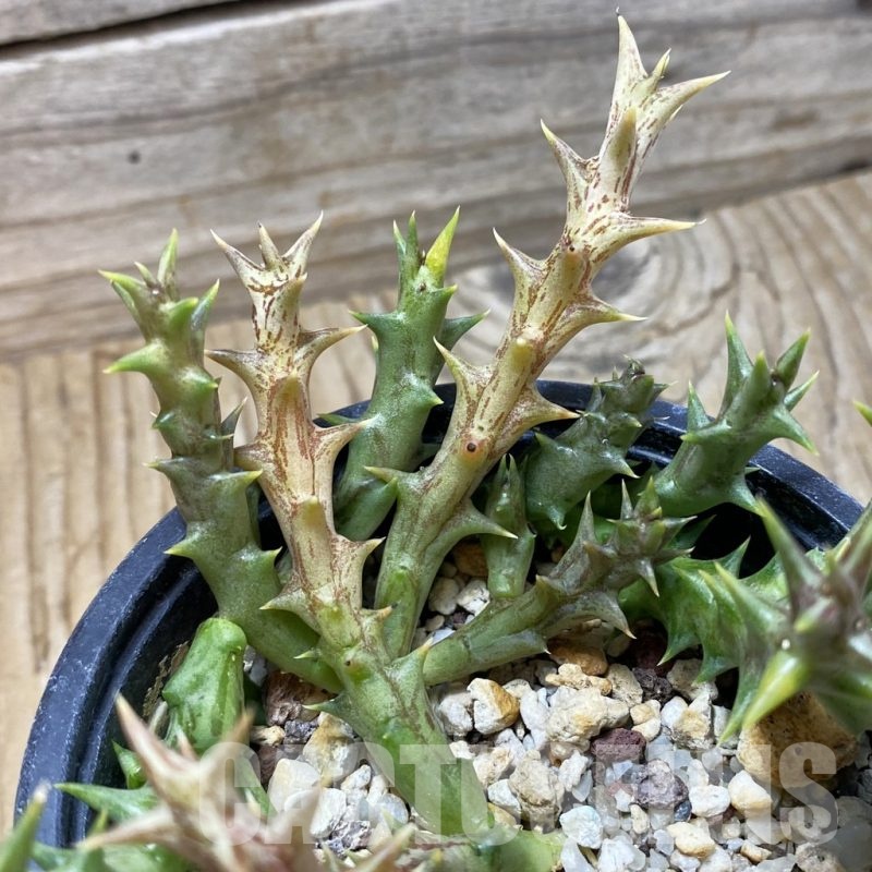 SH19865 Orbea dummeri