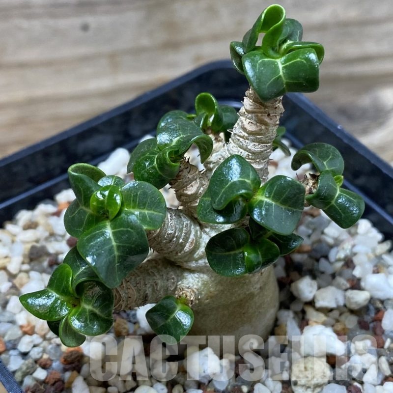 SH19293 Adenium arabicum DHA