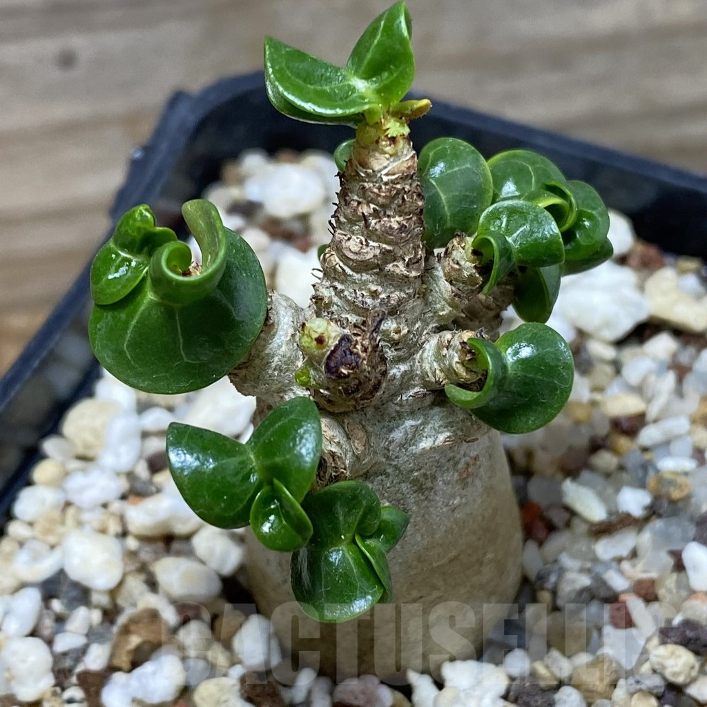 SH19292 Adenium arabicum DHA