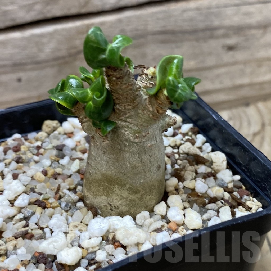 SH19292 Adenium arabicum DHA - Image 2