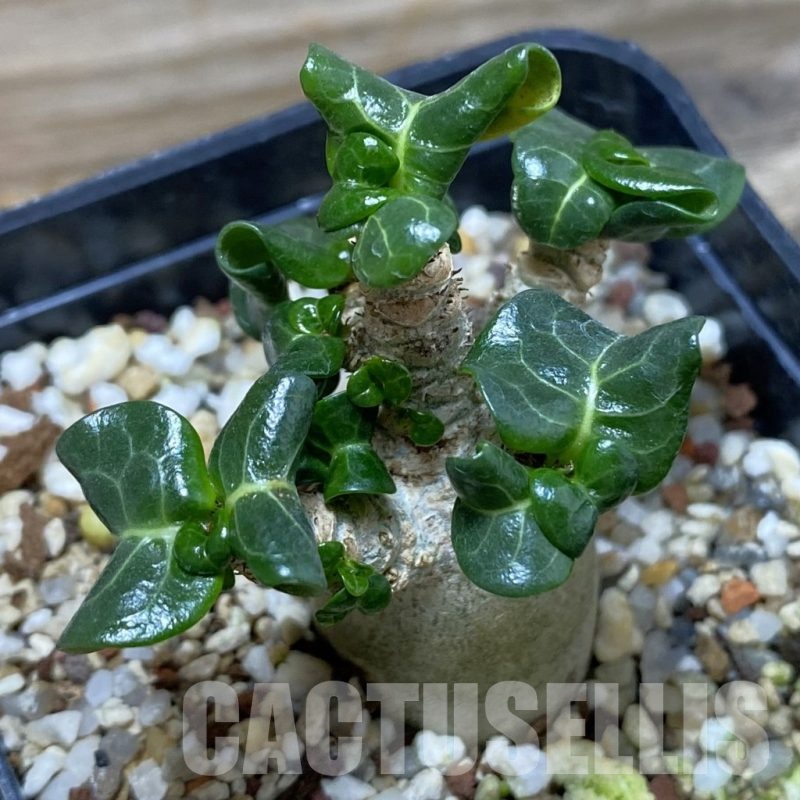 SH18932 Adenium arabicum DHA