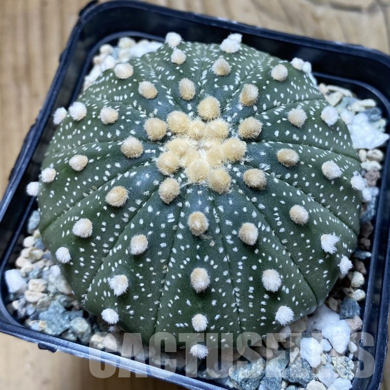SH20056 Astrophytum asterias f. multicostatum