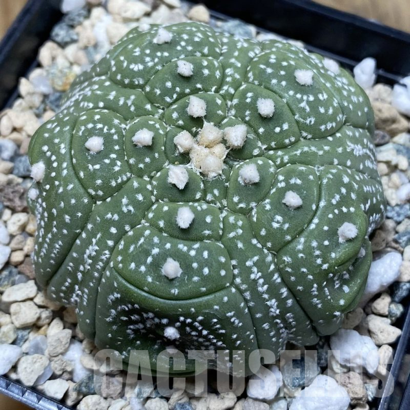 SH21007 Astrophytum asterias ‘Kikko’, 5-ribs
