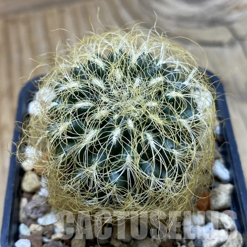 SH18693 Sulcorebutia patriciae