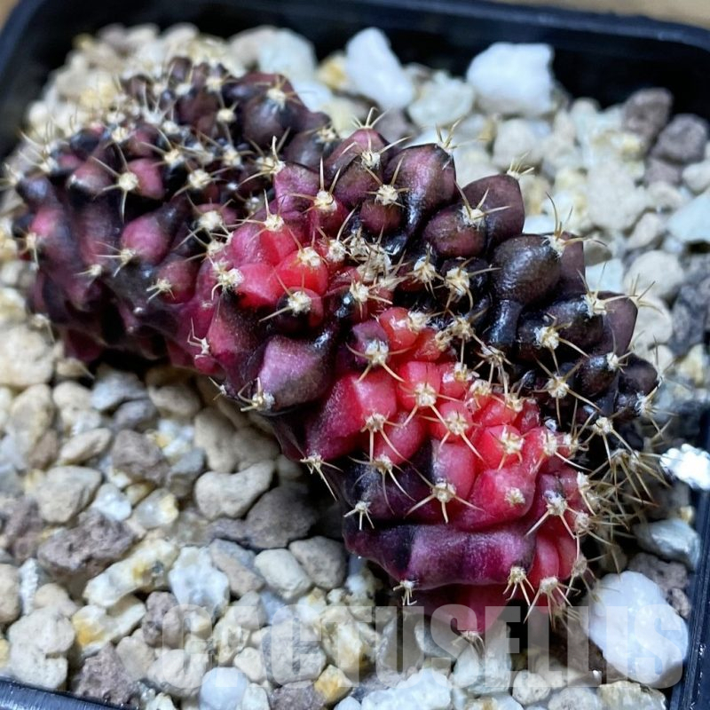 SH19537 Gymnocalycium mihanovichii 'T-Rex' f. variegata cristata