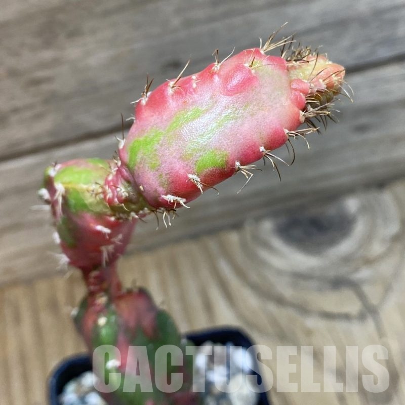 SH19971 Hylocalycium ‘Chimera variegata’