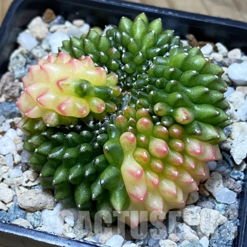 SH20837 Gymnocalycium mihanovichii ‘inermis’ f. variegata