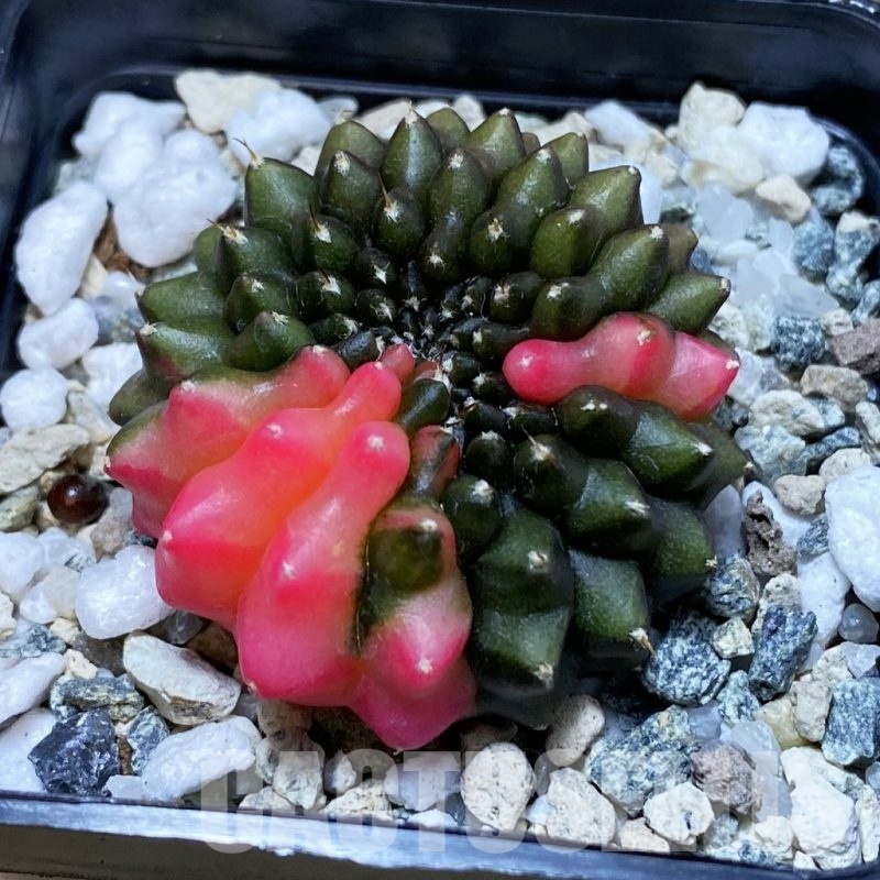 SH21040 Gymnocalycium mihanovichii ‘inermis’ f. variegata
