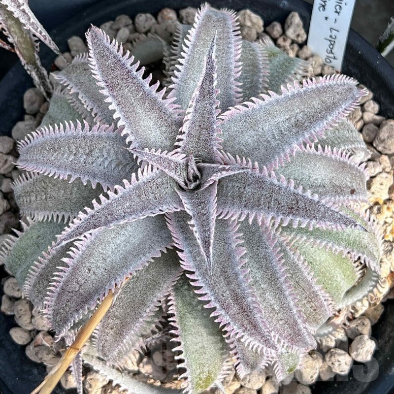 LOT959 10 SEEDS Dyckia 'Pink spine' x 'Wide leaf' harvest 2025