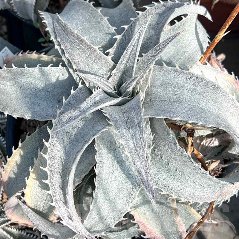 LOT960 10 SEEDS Dyckia 'Baphomet Horns' harvest 2025