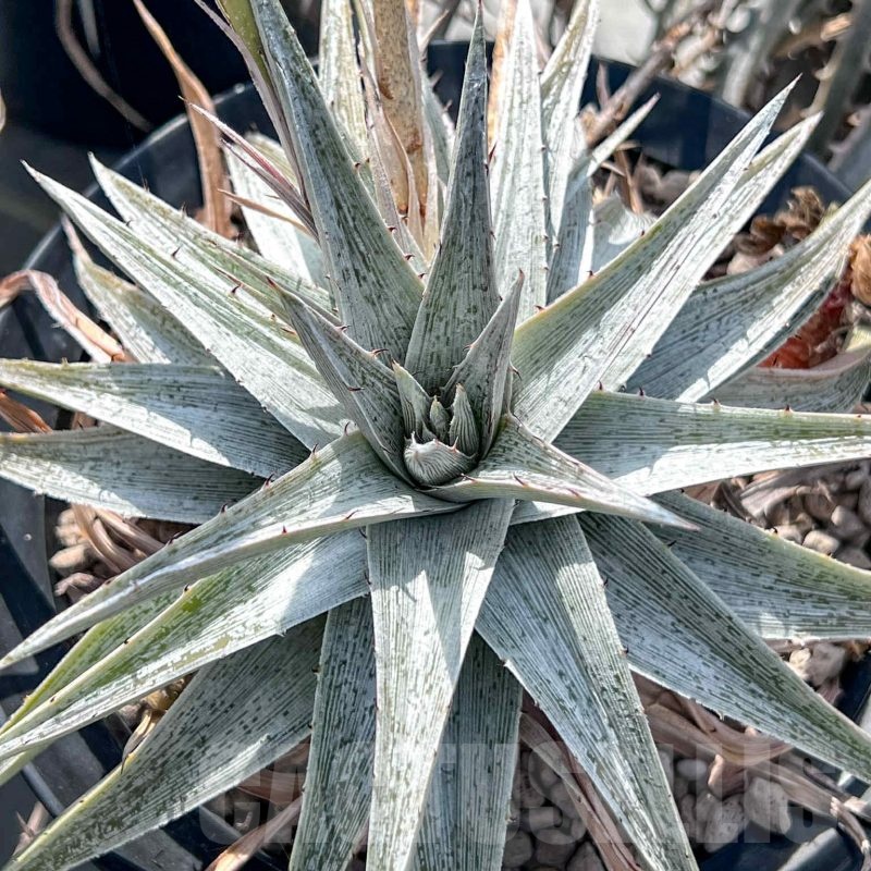 LOT961 10 SEEDS Dyckia 'Macedoi' harvest 2025