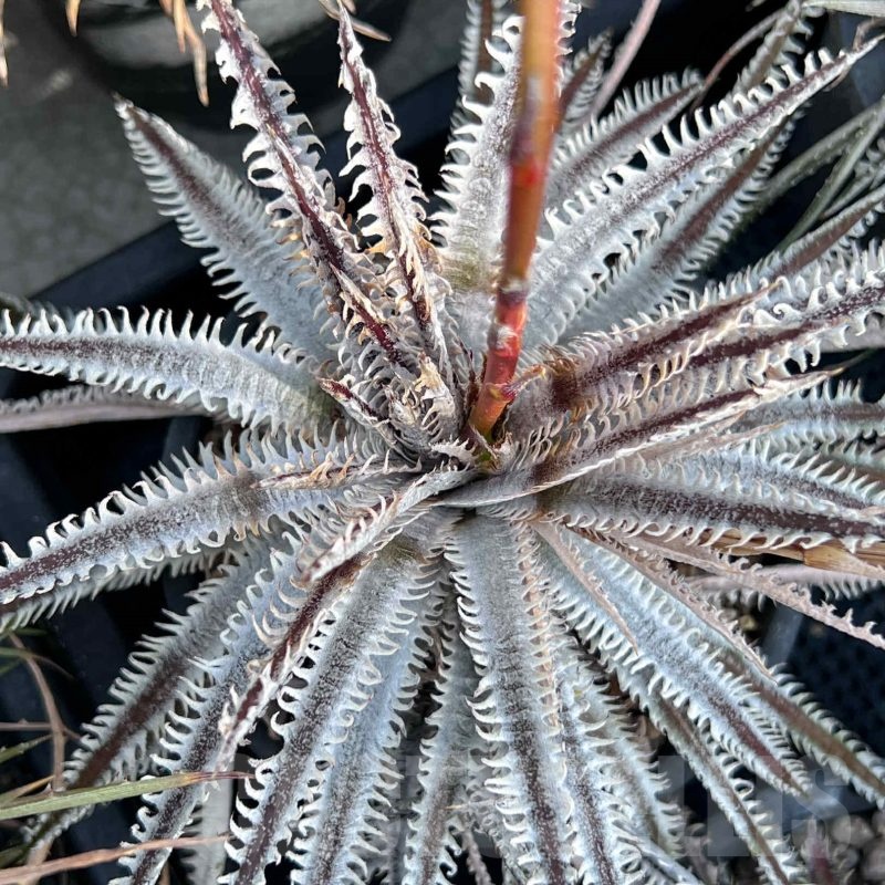 LOT962 10 SEEDS Dyckia 'Prominece' harvest 2025