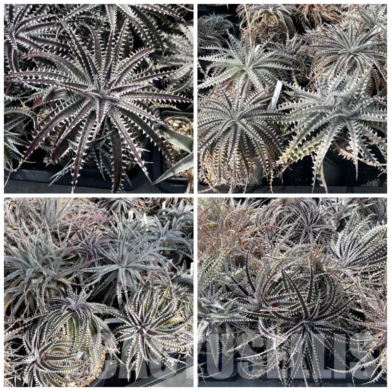 LOT964 10 SEEDS Dyckia mix harvest 2025