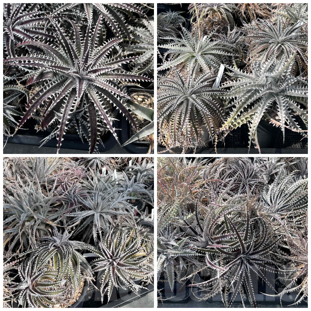 LOT964 10 SEEDS Dyckia mix harvest 2025