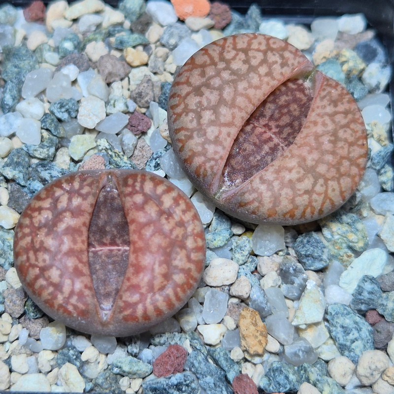VVG20418 Lithops aucampiae v. euniceae C48 seedling 2 plants