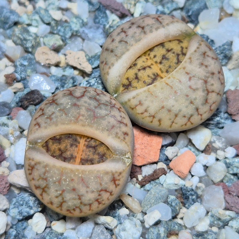 VVG20419 Lithops gracilidelineata v. brandbergensis C383  seedling 2 plants